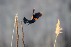 Red winged blackbird
