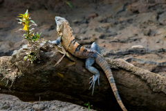 Black Ctenosaur Iguana