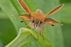 European Skipper