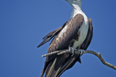 Frigatebird
