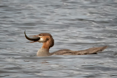Red Breasted Merganser With Prey