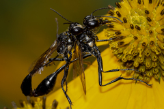 Common Thread Waisted Wasps Mating
