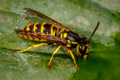 Yellow Jacket Bee
