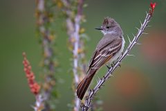 Ash Throated Flycatcher