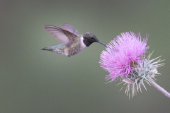 Black Chinned Hummingbird