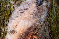 Horned Owlet