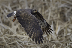 Snail Kite