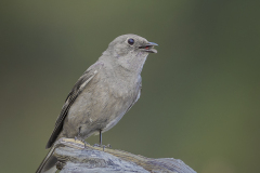 Townsends Solitaire