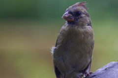 Young cardinal