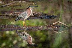 green heron