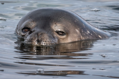 Fur Seal