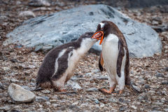 Gentoo Penguin Feeding