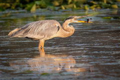Great Blue Heron with catch