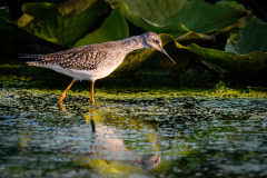 Lesser Yellowlegs