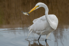 Great Egret with catch