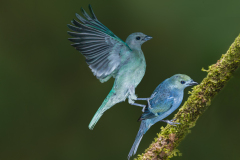 Grey Blue lands on Palm Tannager