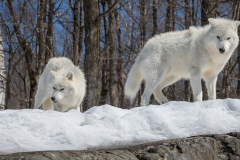 Arctic Wolves