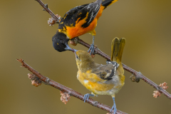 Male Oriole with Fledgling
