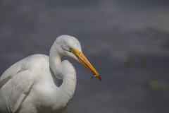 Egret with Minnow at Cranberry Marsh