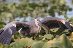 Great Blue Heron with Fish