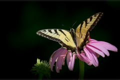 Yellow Swallowtail Butterfly