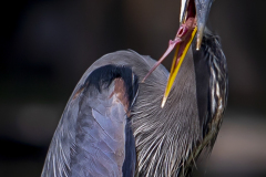 Great Blue Heron Eating Fish