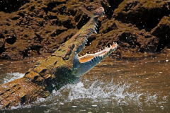 American Crocodile Tarcoles River Costa Rica