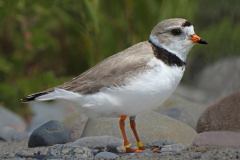 Piping Plover