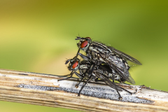 Mating Flies