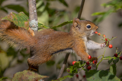 Red Squirrel