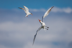 Common Tern Challenges Caspian Tern