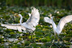 Great Egret Escapes With Catfish