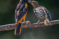 Baltimore Orioles Feeding