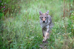 Eastern Coyote