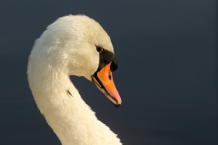Swan