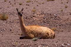 Peruvian Guanaco