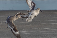 Willets-Tringa Semipalmata
