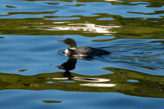Loon on Gull Lake at Sunset
