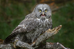 Strix nebulosa