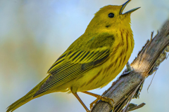genus Certhidea
