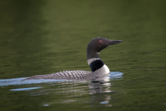 Common Loon