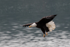 Eagle in Flight