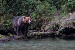 Grizzly Hunting Salmon