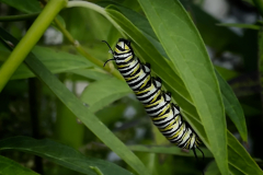 Monarch Caterpillar
