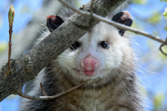 Possum