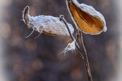 Magical Milkweed