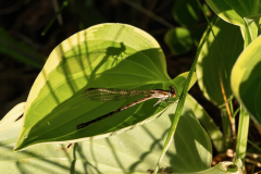 Damselfly