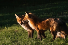 Female Adult Fox with Kit