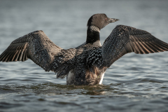 Loon
