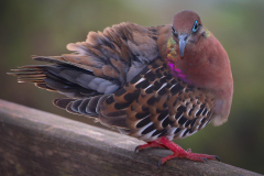 Galapagos Dove